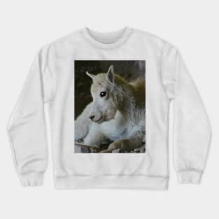 Glacier National Park Rocky Mountain Sheep Crewneck Sweatshirt